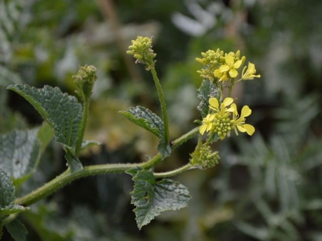 da identificare:   cfr. Sinapis alba